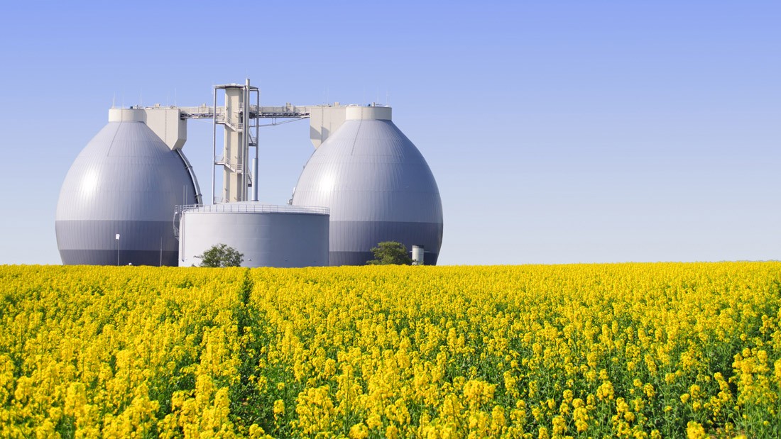 Biogasproduktion: Dynga med tredubbel nytta
